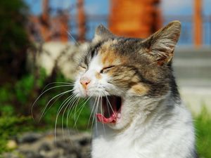 Превью обои кот, крик, зевать, солнечный свет, морда