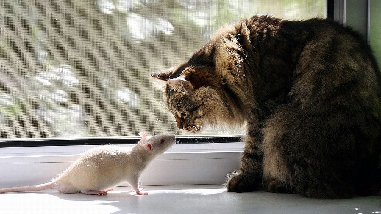 Обои кот, крыса, окно, подоконник, знакомство