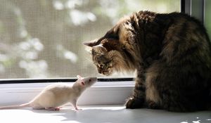 Превью обои кот, крыса, окно, подоконник, знакомство