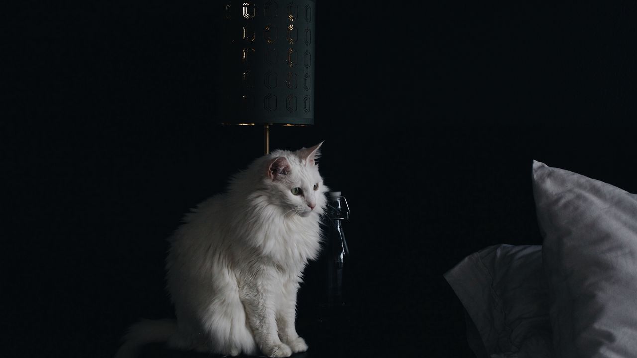 Обои кот, лампа, пушистый, белый