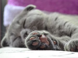Превью обои кот, лапа, британец