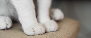 Превью обои кот, лапы, пушистый, милый