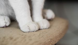 Превью обои кот, лапы, пушистый, милый