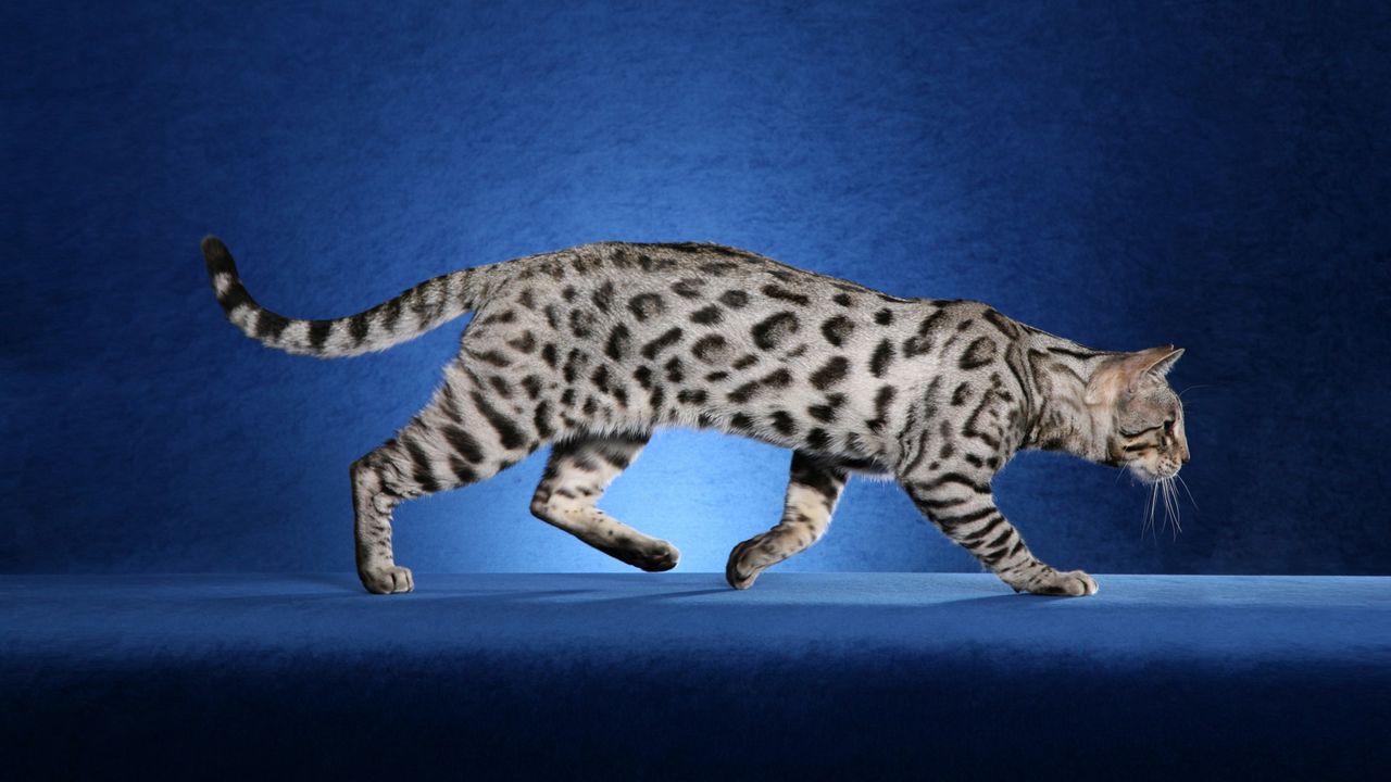 Кошка раскраска леопард - 64 фото