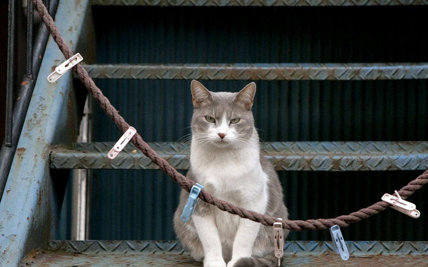 Кот и прищепка