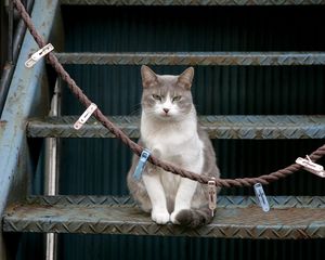 Превью обои кот, лестница, сидеть, прищепки