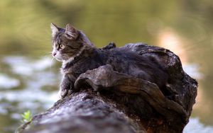 Превью обои кот, лежать, бревно, река, наблюдать