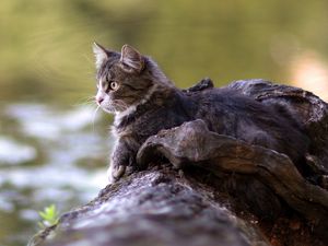 Превью обои кот, лежать, бревно, река, наблюдать