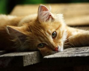 Превью обои кот, лежать, деревянный пол, доски, отдых, взгляд