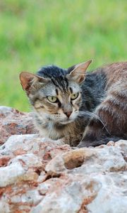 Превью обои кот, лежать, камни