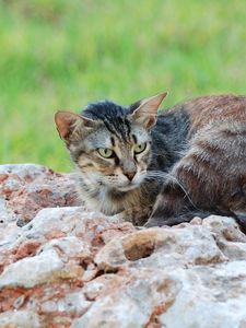 Превью обои кот, лежать, камни