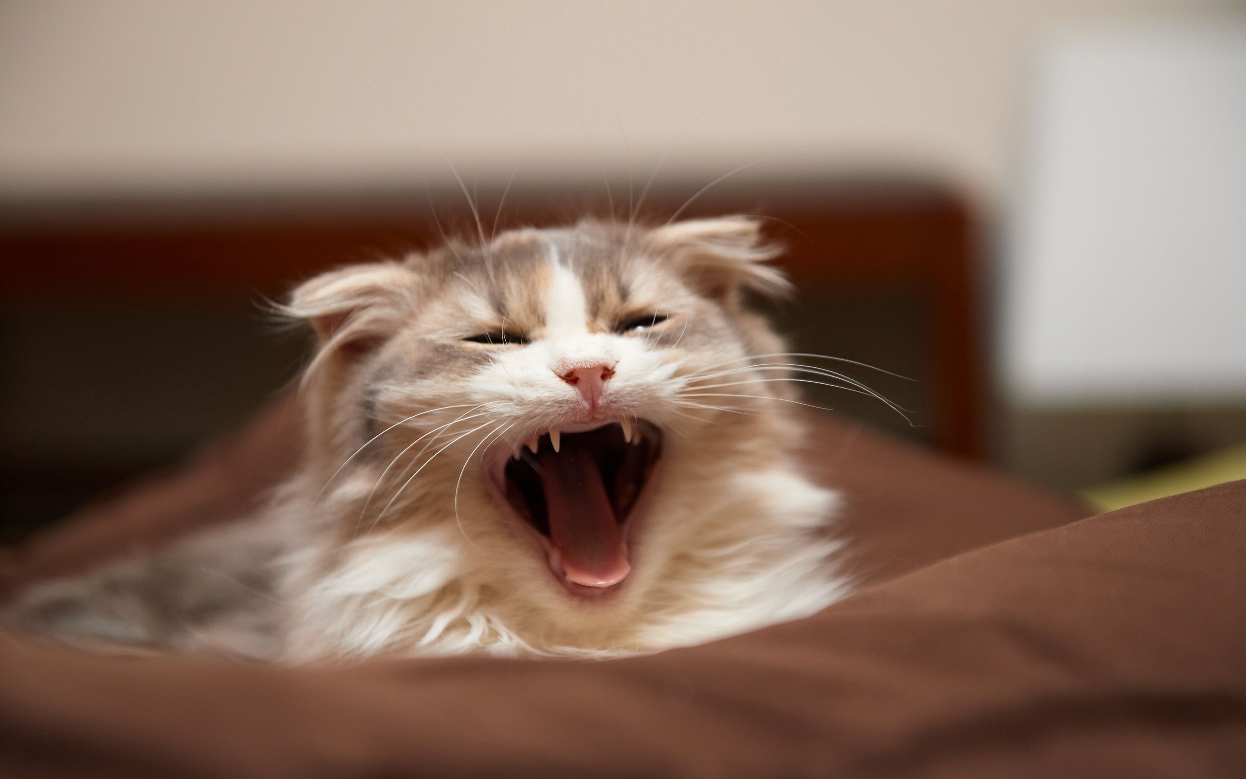 Зевающие котики