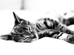 Превью обои кот, лежать, одеяло, сон, чб