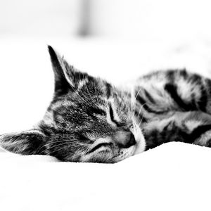 Превью обои кот, лежать, одеяло, сон, чб
