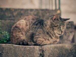 Превью обои кот, лежать, отдых