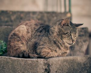 Превью обои кот, лежать, отдых