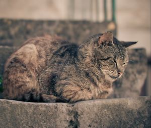 Превью обои кот, лежать, отдых