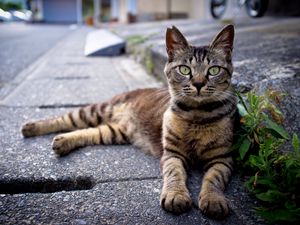 Превью обои кот, лежать, полосатый, асфальт, трава