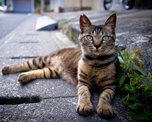 Превью обои кот, лежать, полосатый, асфальт, трава