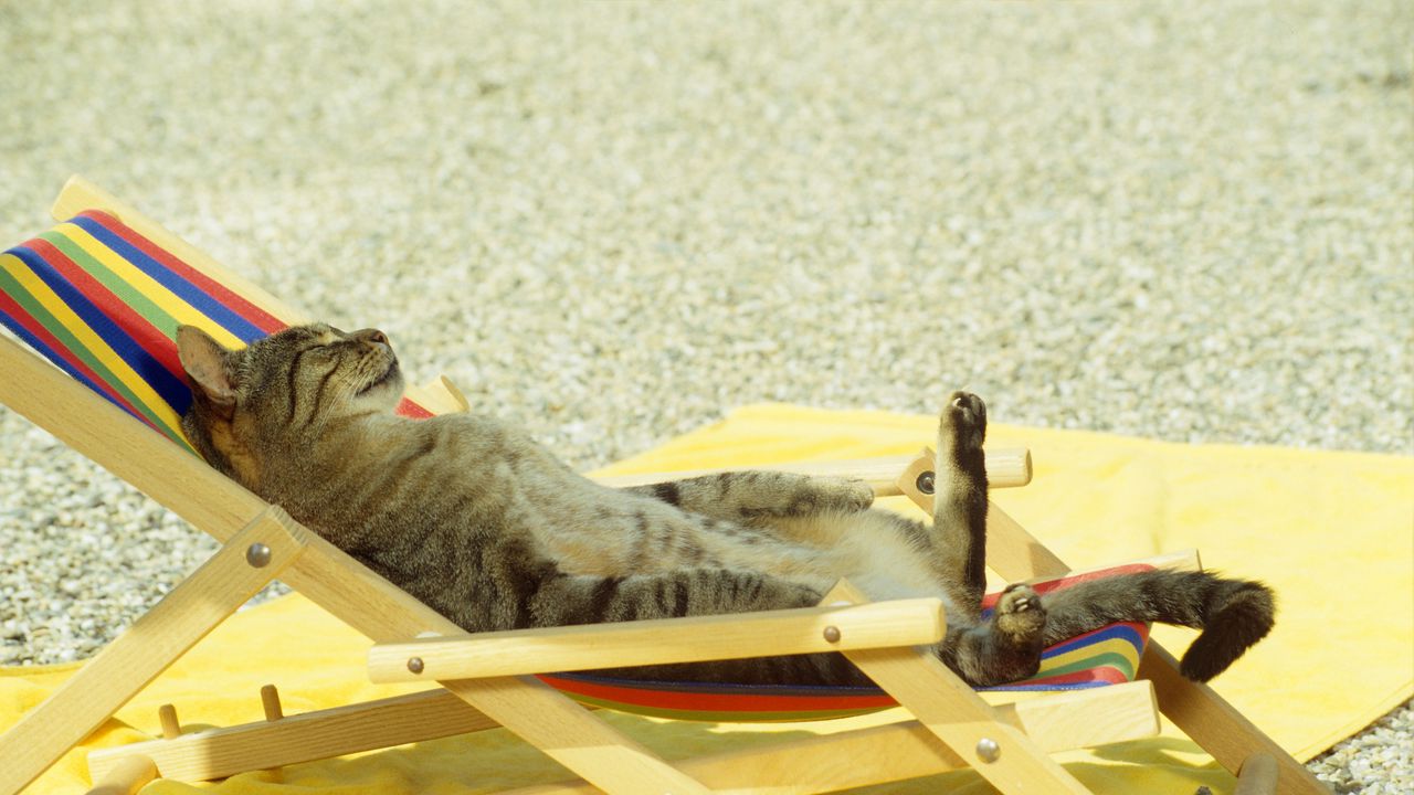 Обои кот, лежать, шезлонг, пляж, прикол