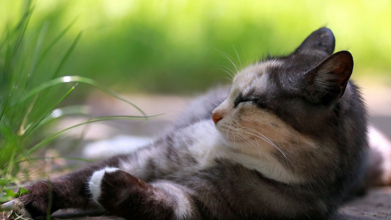 Обои кот, лежать, трава, отдых, сонный