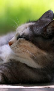 Превью обои кот, лежать, трава, отдых, сонный