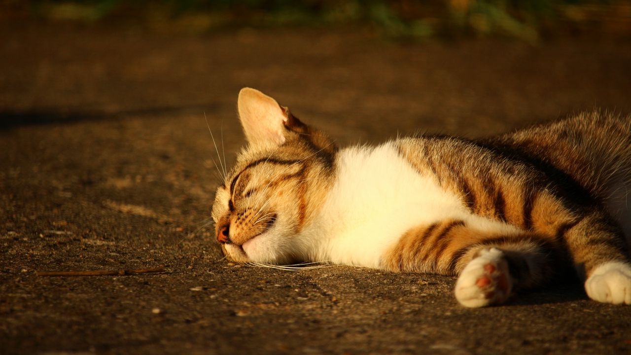 Обои кот, лежит, полосатый, солнечный свет