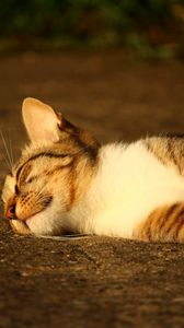 Превью обои кот, лежит, полосатый, солнечный свет