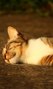 Превью обои кот, лежит, полосатый, солнечный свет