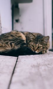Превью обои кот, лежит, улица