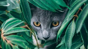 Превью обои кот, листья, питомец, серый