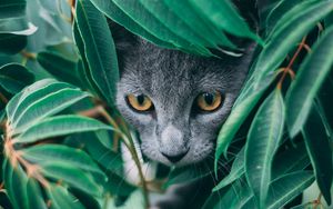 Превью обои кот, листья, питомец, серый