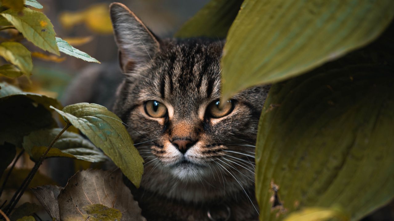 Обои кот, листья, прятаться, взгляд, животное