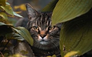 Превью обои кот, листья, прятаться, взгляд, животное