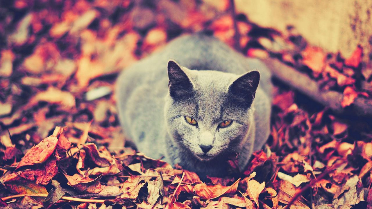Обои кот, листья, сидеть, темный, осень