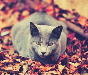 Превью обои кот, листья, сидеть, темный, осень