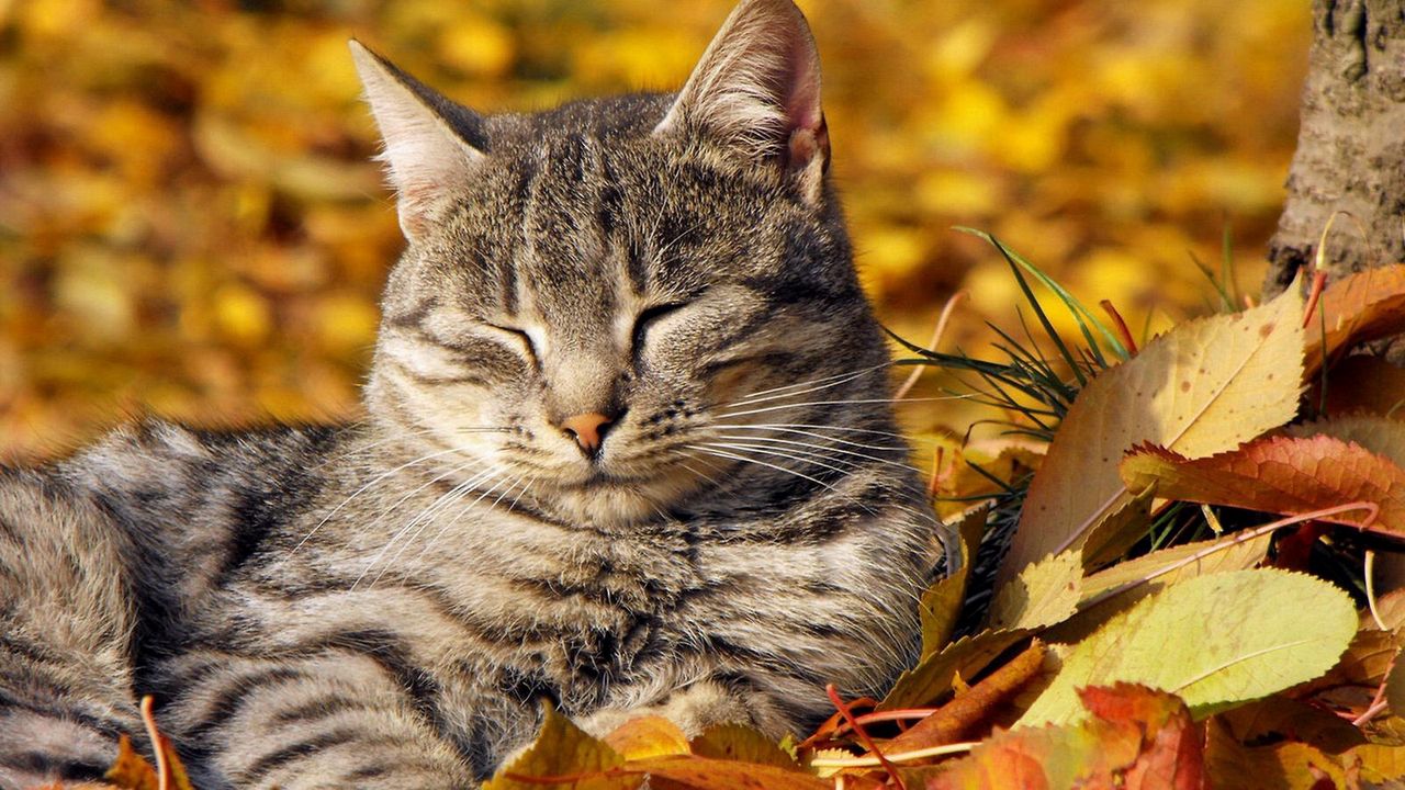 Обои кот, листва, лежать, отдых, полосатый
