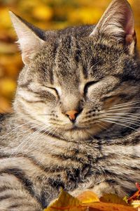 Превью обои кот, листва, лежать, отдых, полосатый