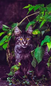 Превью обои кот, листва, пушистый, сидит