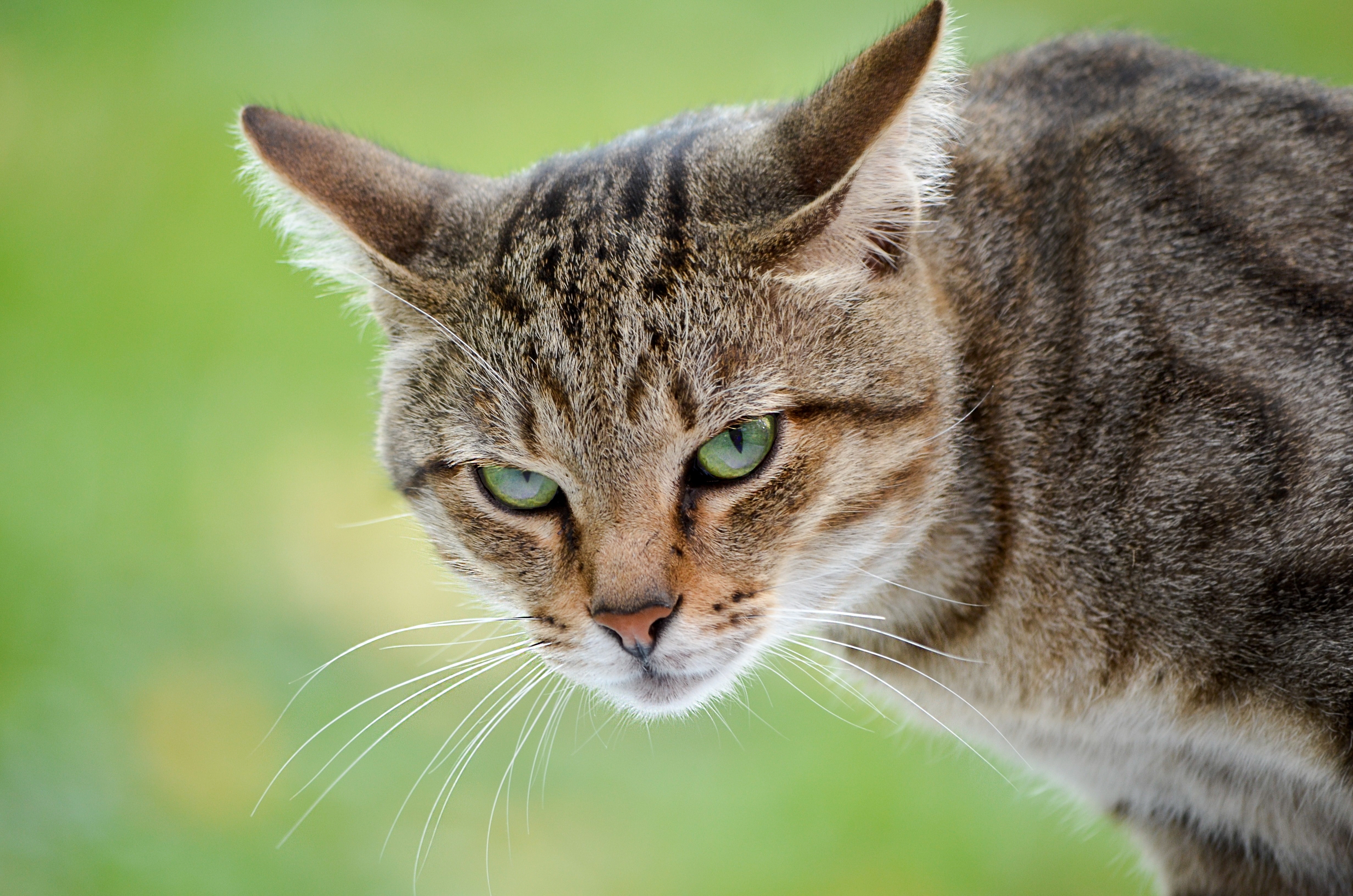 Котики крупным планом