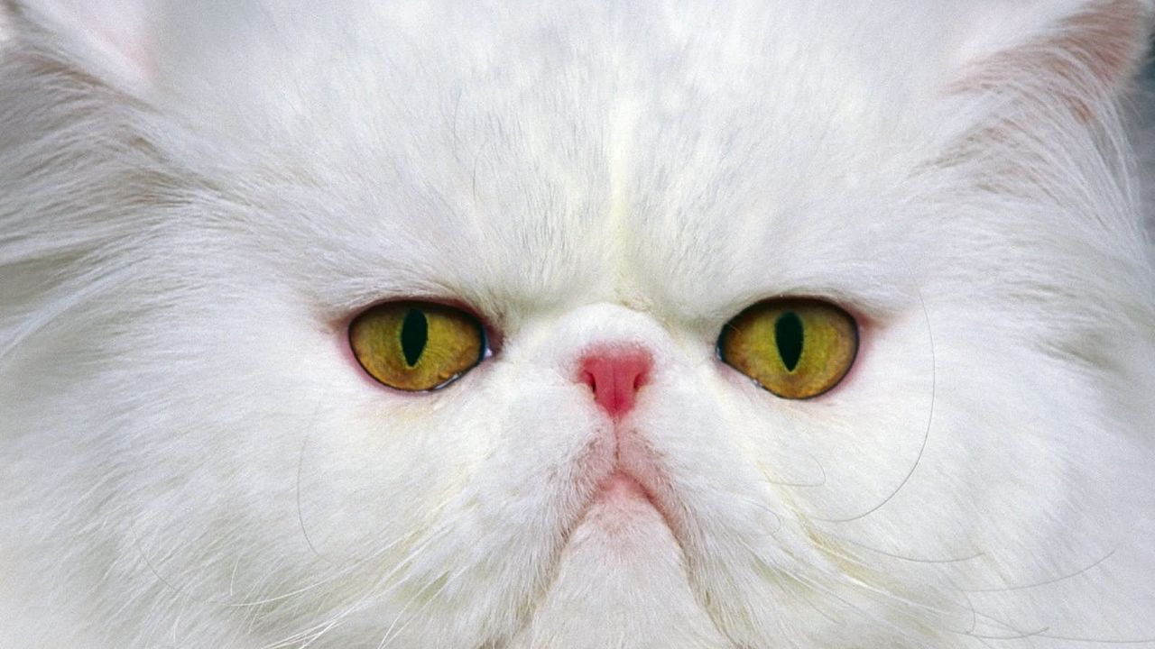 Обои кот, морда, белый, персидский