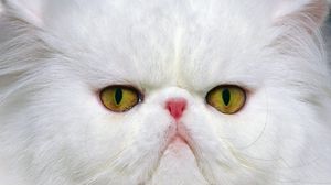 Превью обои кот, морда, белый, персидский