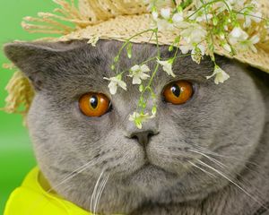 Превью обои кот, морда, британец, шляпа, цветы