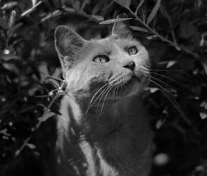 Превью обои кот, морда, чб, серый