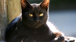 Превью обои кот, морда, черный, свет