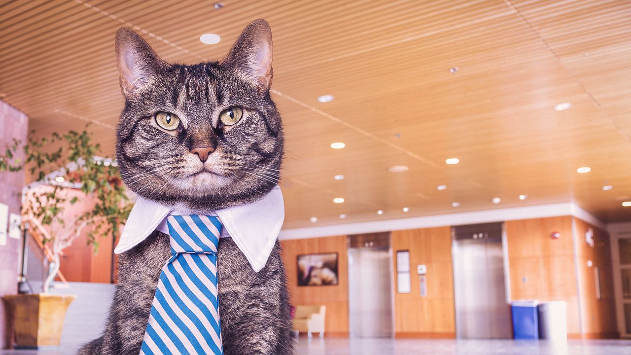 Обои кот, морда, галстук