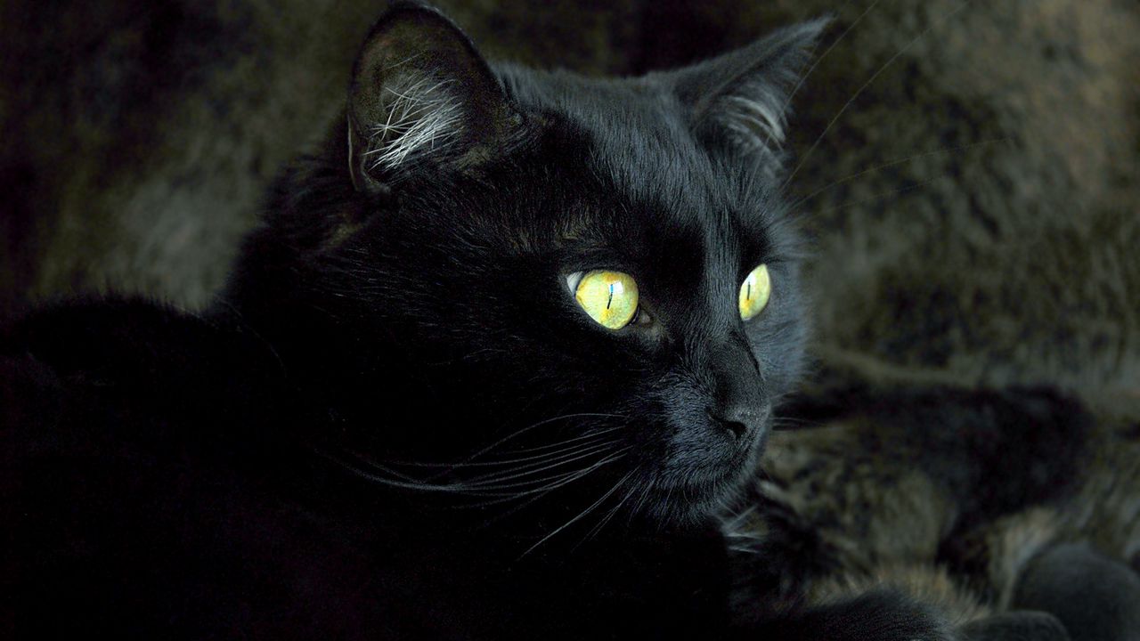 Обои кот, морда, глаза, темный, окрас