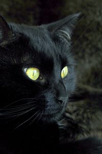 Превью обои кот, морда, глаза, темный, окрас