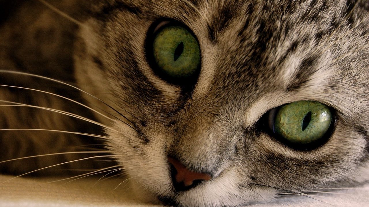 Обои кот, морда, глаза, серый, полосатый, зеленый