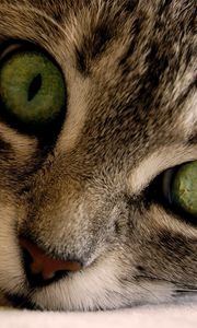 Превью обои кот, морда, глаза, серый, полосатый, зеленый